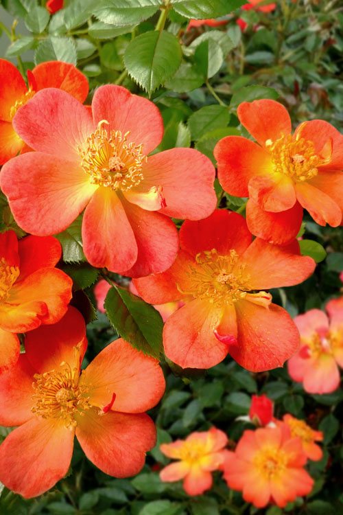 Foliage Dream Sales Store -Foliage Dream Sales Store rose hot paprika 1